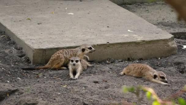 3匹のミーアキャットが日陰の地面に眠っています。夏の暑い日に動物園で。監禁された生活 — ストック動画