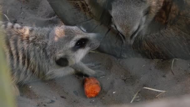 Suricata come zanahorias tumbadas en la arena — Vídeo de stock