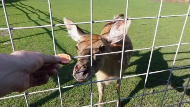 Een man voedt een hert in een dierentuin door een net. — Stockvideo