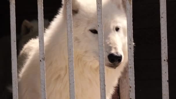 Lobo branco em uma gaiola — Vídeo de Stock