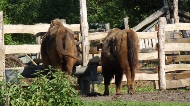 Zwei Bisons trinken Wasser und einer geht weg — Stockvideo