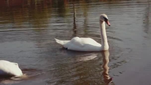 Dois cisnes brancos nadam em uma lagoa e molham suas cabeças na água — Vídeo de Stock