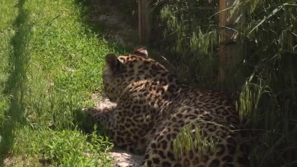 Macan tutul duduk di bawah semak-semak di tempat teduh. — Stok Video