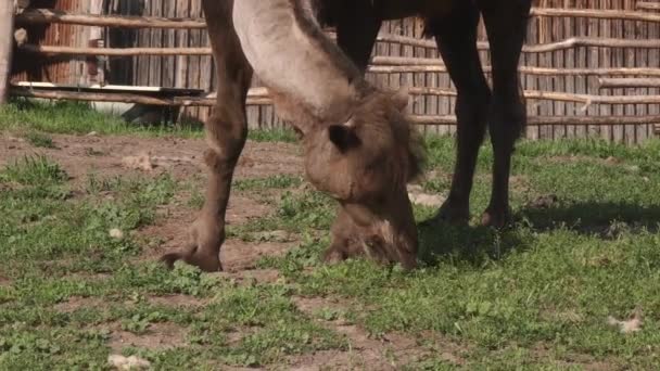 un chameau mange de l'herbe dans un pâturage