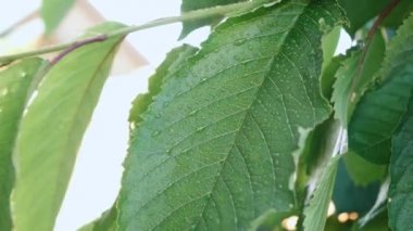 Ağaçların yapraklarını sulayan bir adam.