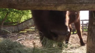 Bizonlar ağılda ot yiyorlar.