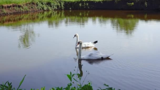 Two white swans swimming in a pond — Stock Video