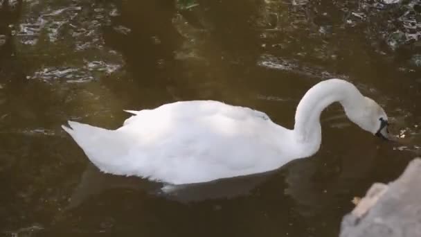Cisne blanco nada en el lago y come pan — Vídeo de stock