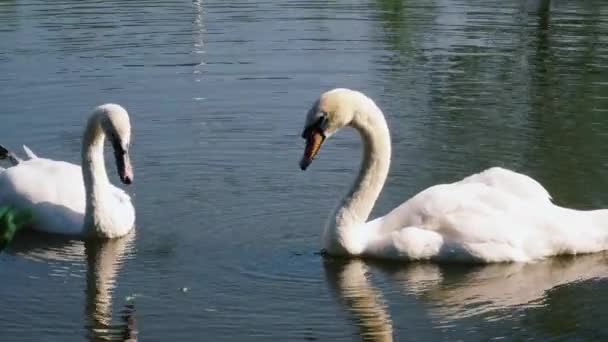 Dois cisnes brancos nadando em um lago — Vídeo de Stock