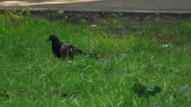 Güvercin çimenlerde yürüyor ve yiyecek arıyor.