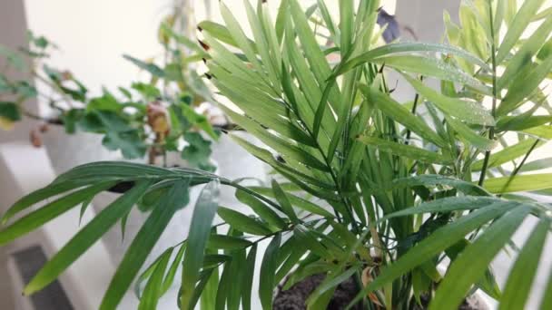 Людина розбризкує кімнатні рослини водяним розпилювачем вдома — стокове відео