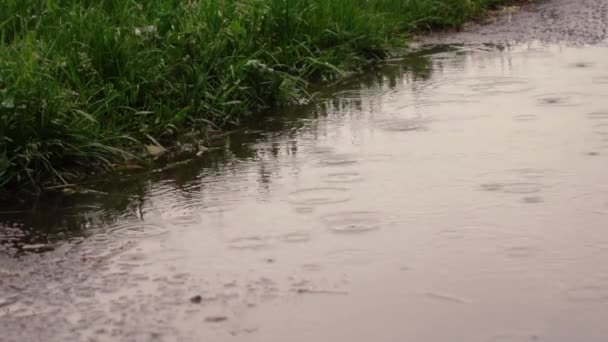 Lluvia gotea sobre charcos en el asfalto — Vídeos de Stock