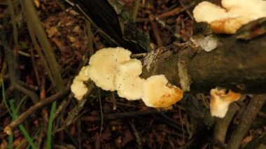 Ormandaki bir ağaçta porcini mantarı yığını