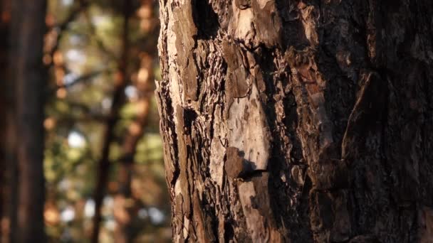 Bosque de pinos en verano. — Vídeo de stock