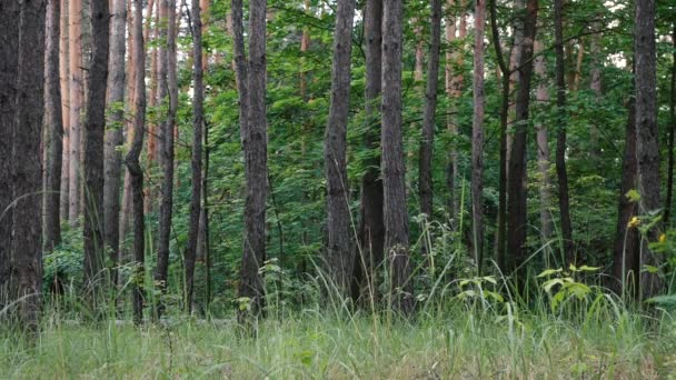 Een man draagt een boomstam geveld in het bos — Stockvideo
