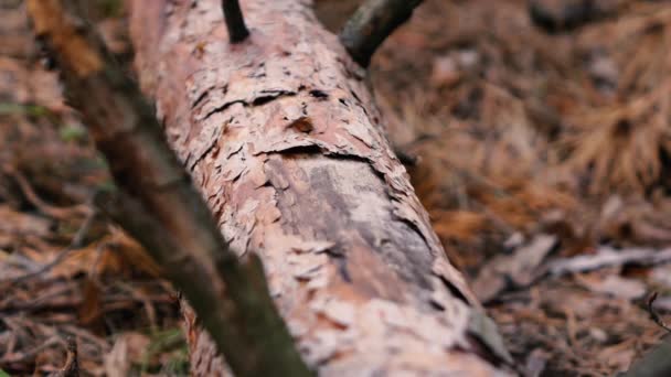 A man cuts down a fallen pine tree with an axe — Stock Video