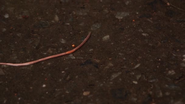 Een worm kruipt op het asfalt in de regen — Stockvideo