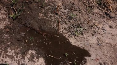 Kuru toprağa su dökülüyor. Kuraklık kavramı