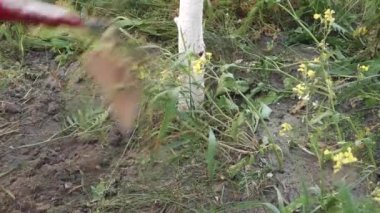 Adam bahçesinde tırmıkla ağaç kazıyor.