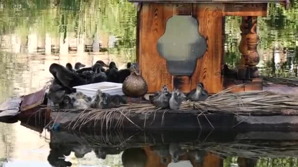 Na wyspie pływa wiele kaczek. — Wideo stockowe