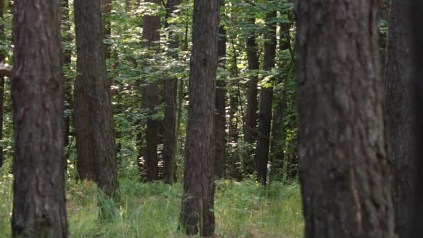 Un homme traîne une bûche abattue dans la forêt — Video