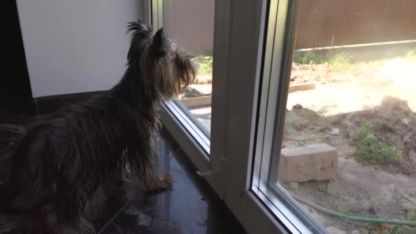 Un Yorkshire Terrier ve a alguien en la ventana y ladra — Vídeos de Stock