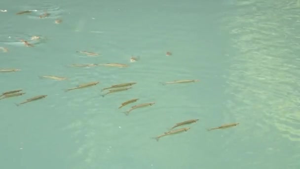 Ławica ryb w rzece. pojęcie ryb hodowlanych — Wideo stockowe