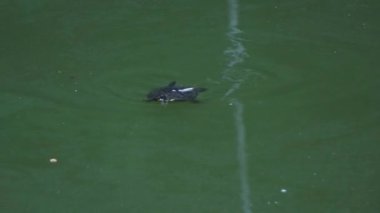 Küçük kaplumbağa gölette yüzen yiyecekleri yiyor.