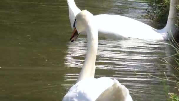 Biały łabędź zbliżenie pływanie na staw — Wideo stockowe