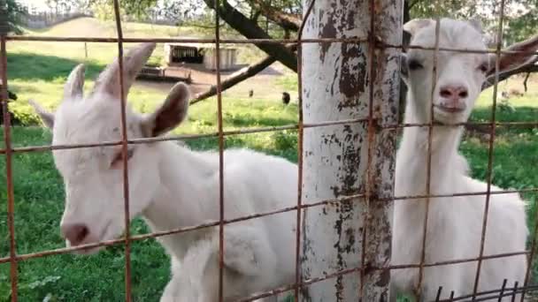 Vita getter i ett zoo tigger om mat från en person — Stockvideo