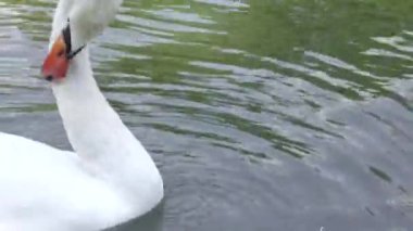 Beyaz Kuğu gölette yüzüyor, boynunu tırmalıyor.