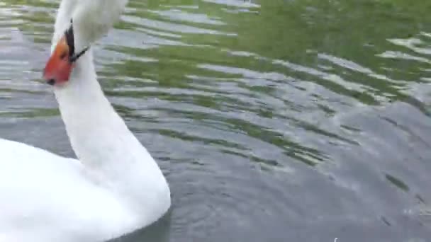 Cisne branco nadando em uma lagoa coçando seu pescoço — Vídeo de Stock