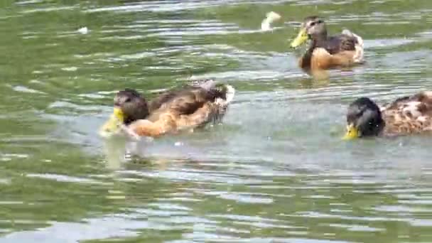 Patos comer pan mientras nadan en un estanque — Vídeo de stock