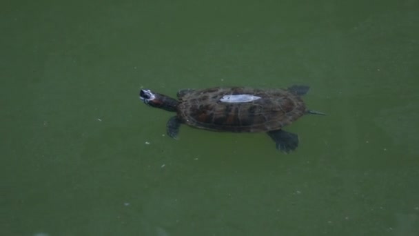 Uma pequena tartaruga nada em uma lagoa — Vídeo de Stock