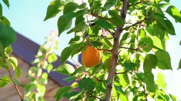 En man tar bort en aprikos från ett träd. konceptet med en privat trädgård på gården i huset — Stockvideo