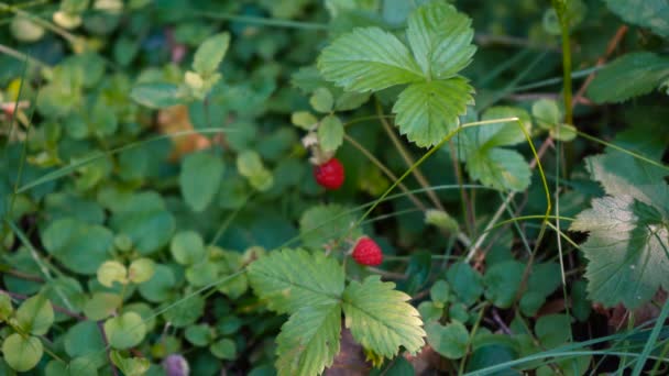 Een man loopt in het bos en plukt bessen — Stockvideo