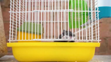 Bir hamster metal bir kafesi kemiriyor, kafesten çıkmaya çalışıyor..