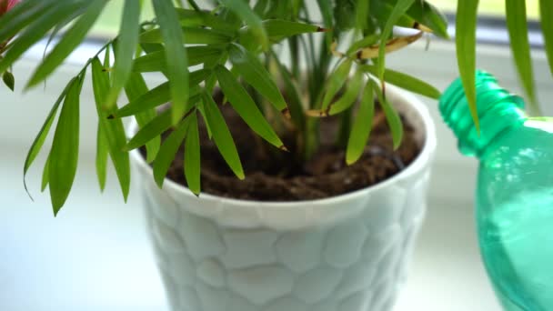 Un hombre riega una flor en una olla blanca en el alféizar de la ventana — Vídeos de Stock