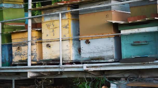 Un montón de colmenas de abejas una al lado de la otra — Vídeo de stock