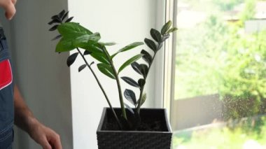 Bir adam saksıda bir çiçeği suluyor.