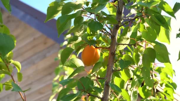 Reife Aprikose wiegt auf einem grünen Baum — Stockvideo