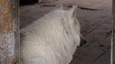 Beyaz kurt duvarda oturuyor.