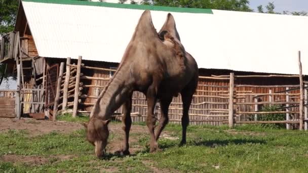 un chameau mange de l'herbe au zoo