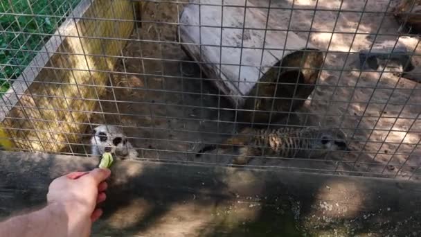 Adam hayvanat bahçesinde mirketleri besler. — Stok video