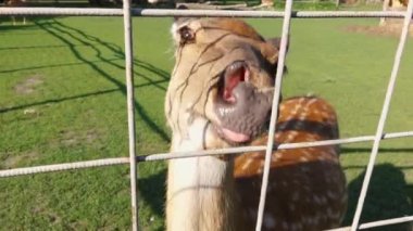 Hayvanat bahçesindeki genç geyik beslenmek istiyor.