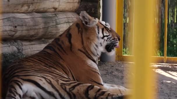 Amur tigre sentado en una jaula — Vídeos de Stock