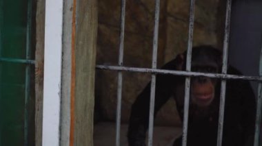 Kafesteki akıllı maymun.