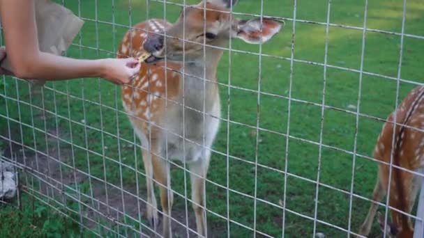 Mädchen füttert Reh im Zoo — Stockvideo