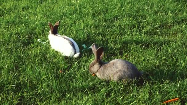 Dos conejos comen en la hierba verde — Vídeo de stock