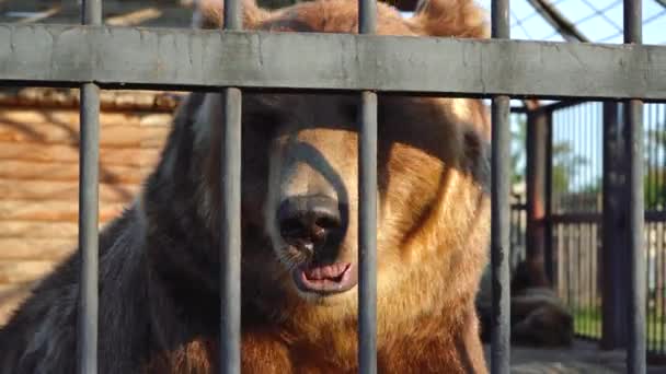 Grizzlybär im Zoo-Käfig — Stockvideo